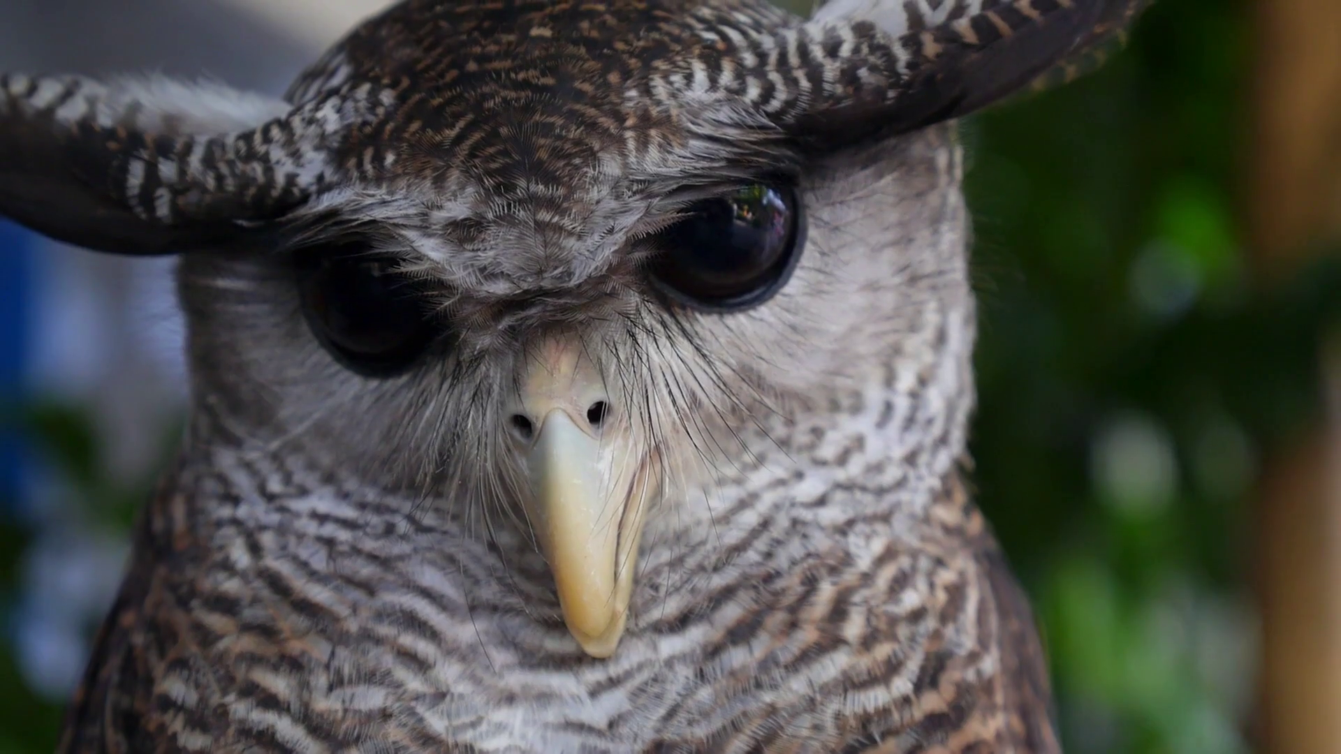 Closeup of Wise Owl with Big Eyes Stock Video Footage 0017 SBV