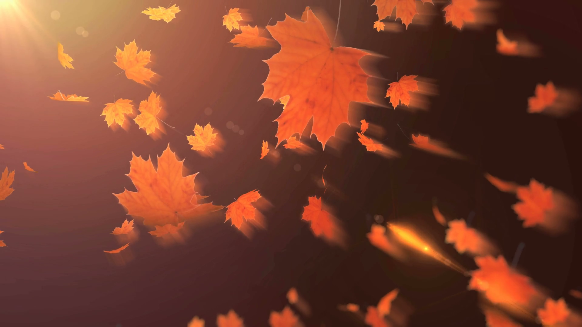 falling maple leaves Motion Background 00:14 SBV-300451256 - Storyblocks