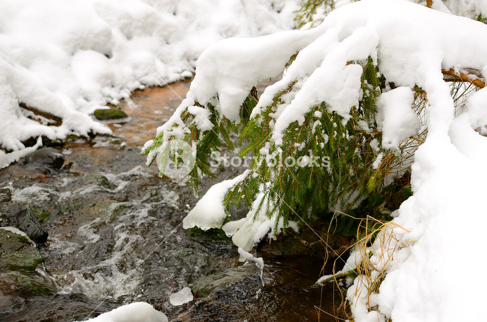 Winter Scene: Pine Tree by Small River