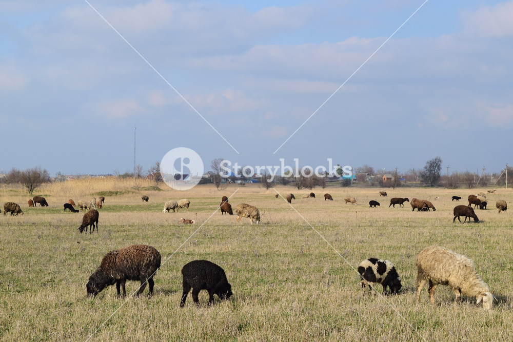 Sheep in the pasture Grazing sheep herd in the spring field near the village Sheep of different breeds