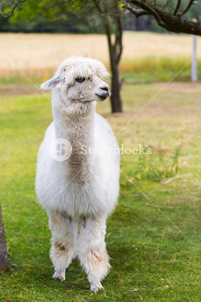 Alpaca in outdoor