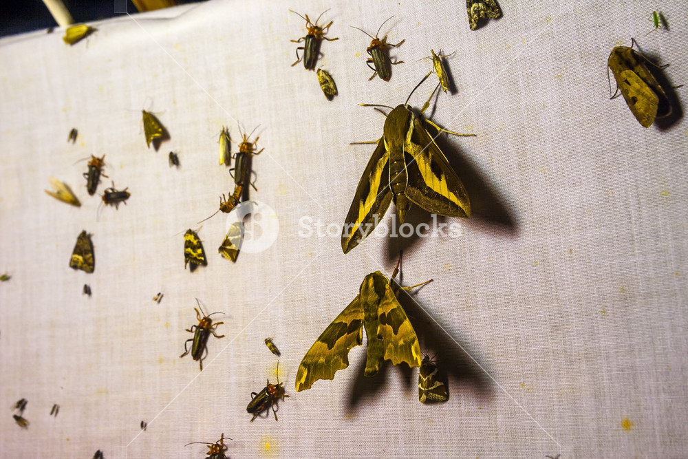 Moths attracted to light