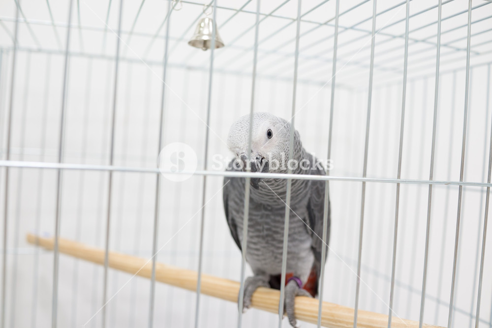 African grey parrot