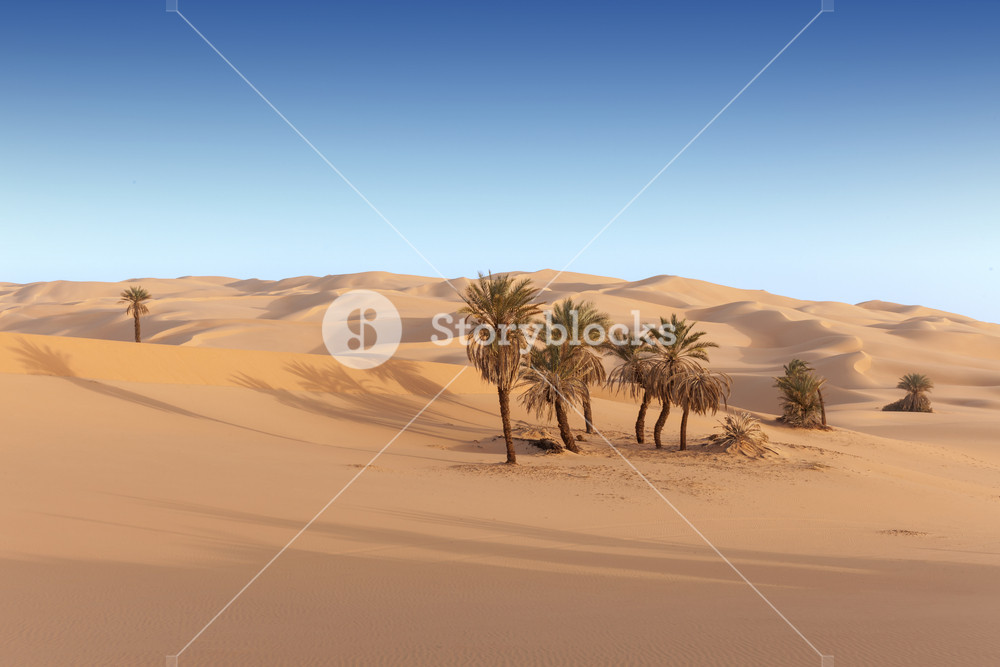 Cluster of trees growing in a sandy desert RoyaltyFree Stock Image