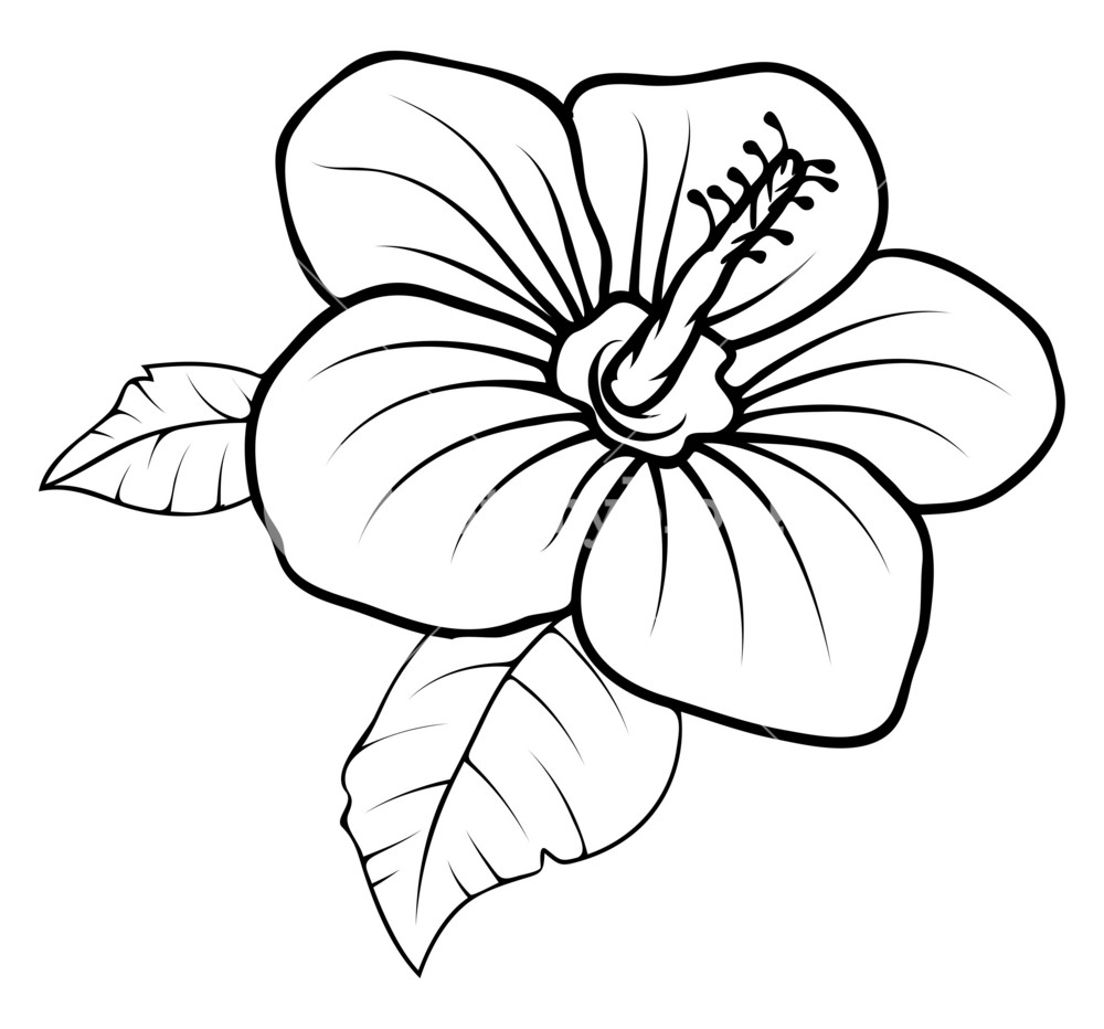 flower pictures to draw