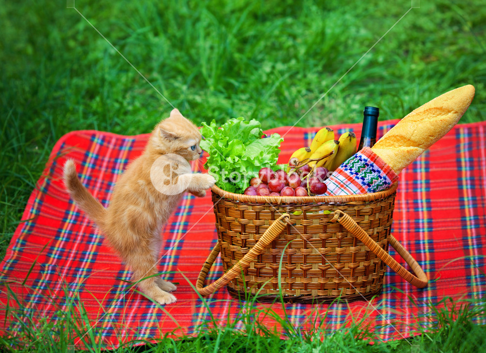 Kitten climbs in a picnic basket RoyaltyFree Stock Image Storyblocks