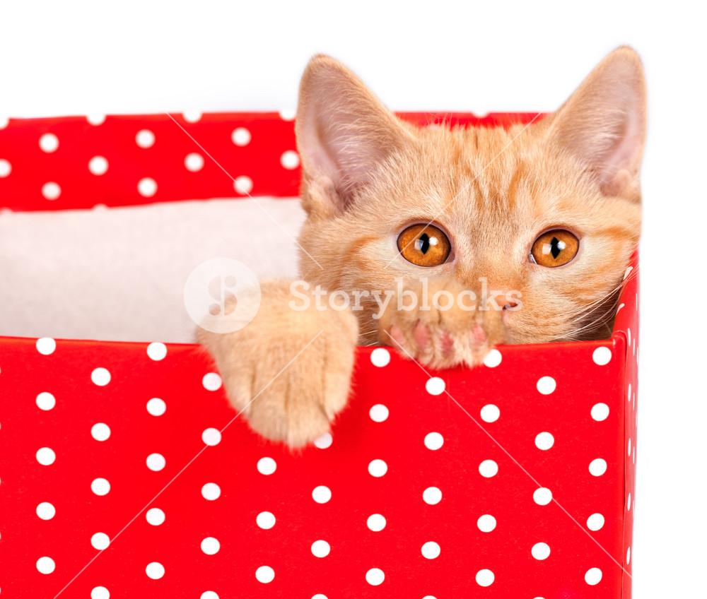Kitten hiding in a box with polka dots RoyaltyFree Stock Image