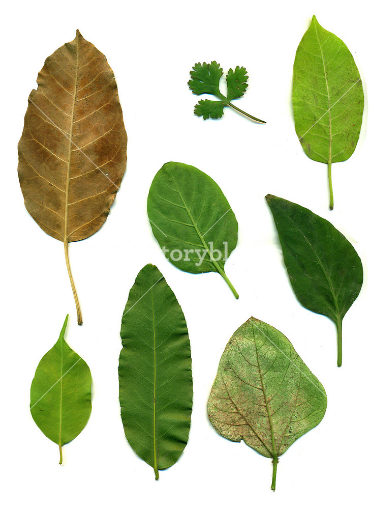 Leaf Texture RoyaltyFree Stock Image Storyblocks