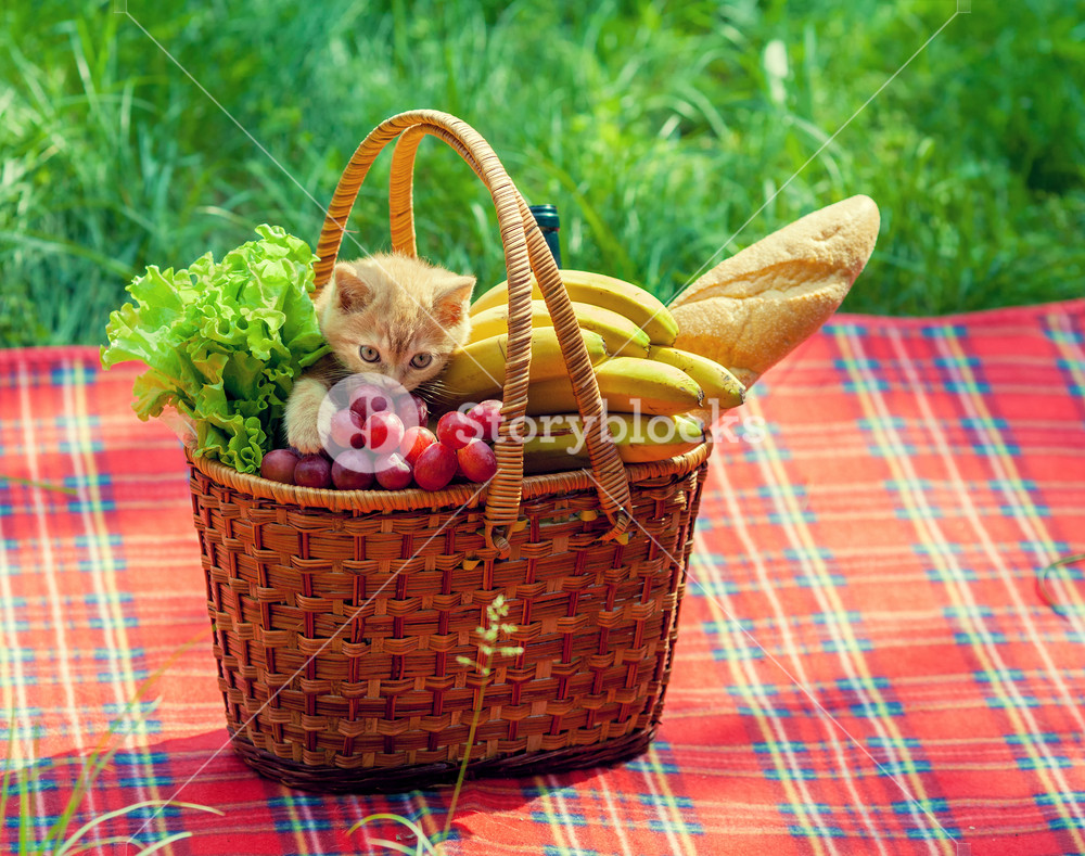 Little kitten on picnic basket with fruits on the blanket RoyaltyFree Stock Image Storyblocks