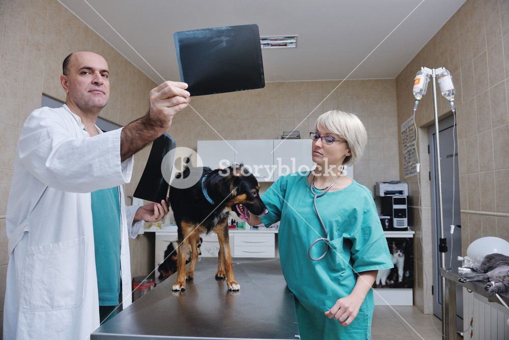 Veterinarian and assistant in a small animal clinic RoyaltyFree Stock Image Storyblocks