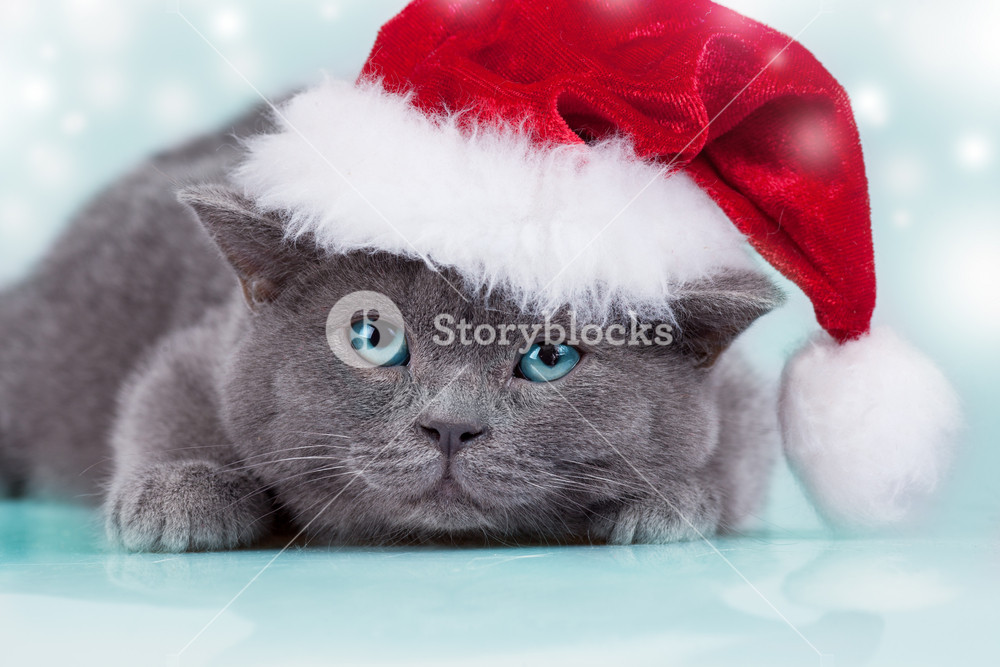 Blue british kitten wearing Santa hat