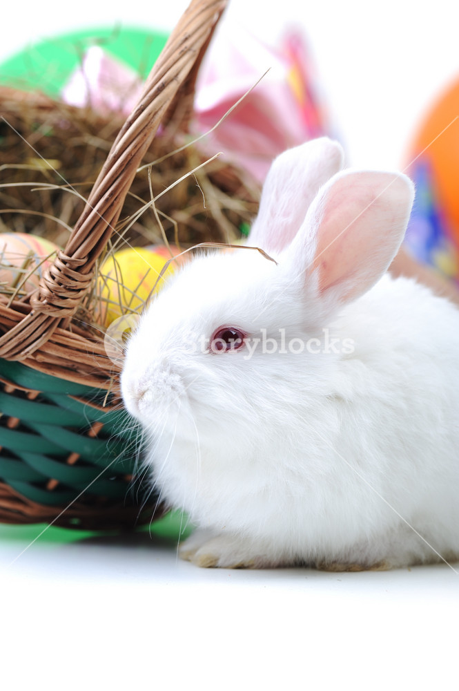 Beautiful Easter Bunny with Eggs in Basket