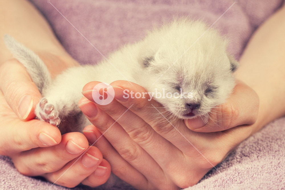 white newborn kitten